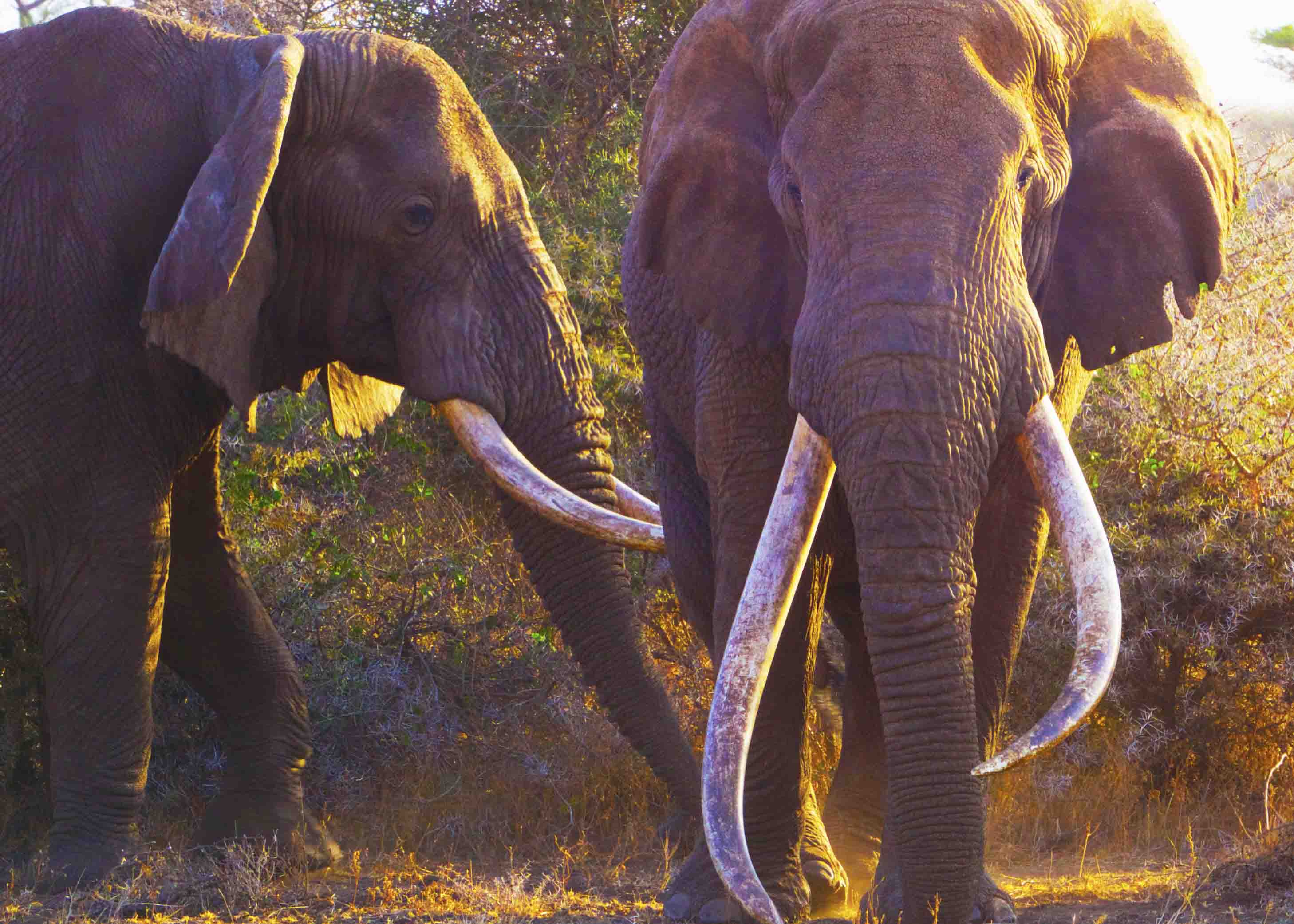The Last Big Tuskers (2019) GALLOPING ENTERTAINMENT