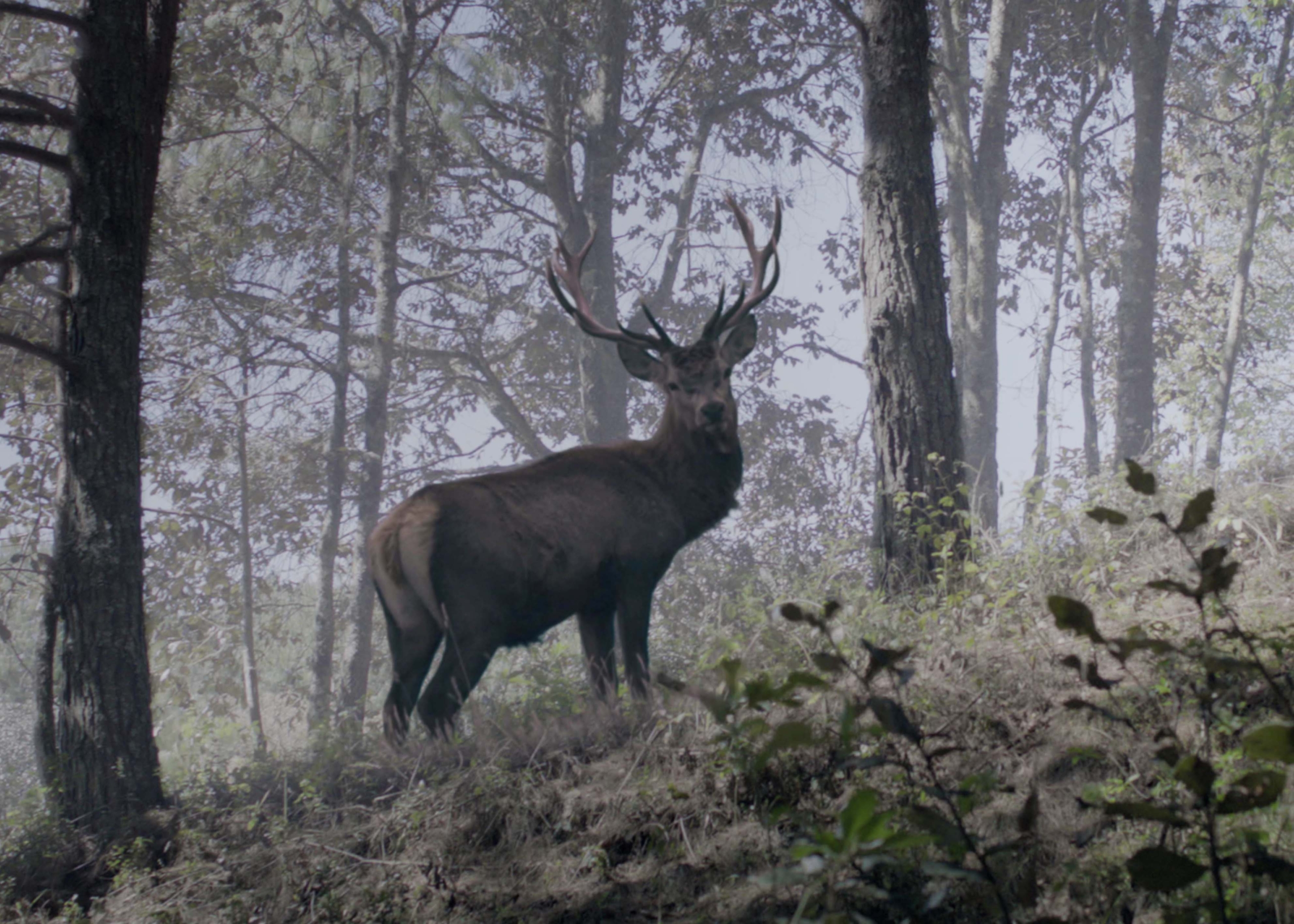 rufus aka hunted mp4 download free rufus aka hunted mp4 download free