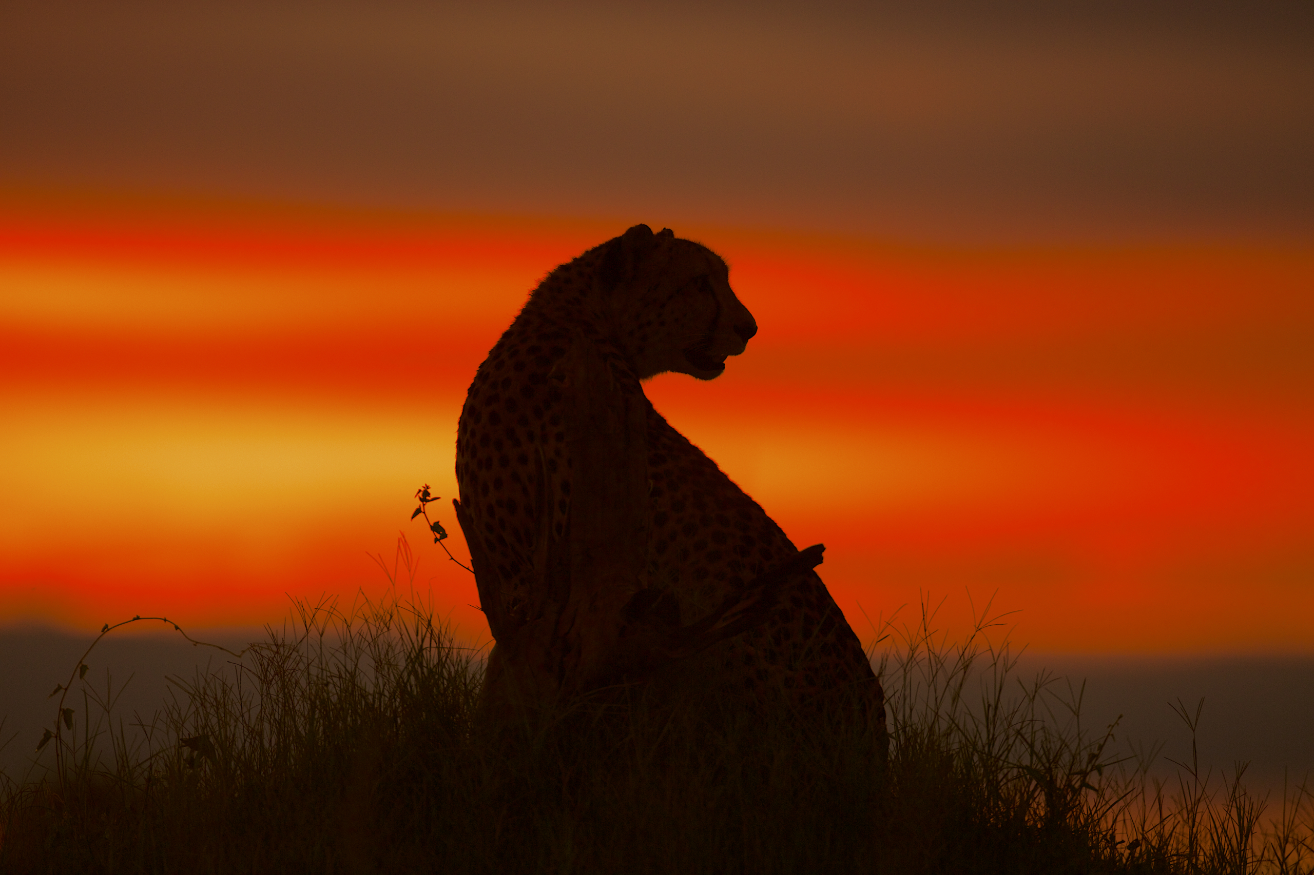 Cheetahs: Survival in the Kalahari (2020) – GALLOPING ENTERTAINMENT